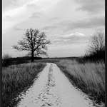 Cesta k posvátnému stromu...