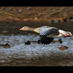 Torpédo nad rybníkem