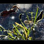 hvězdičko blýskavá...