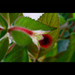 KOHLERIA RONGO - poupě