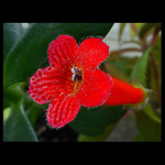 KOHLERIA RONGO - květ