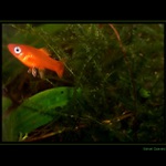 <b><u>*****Rybka*****</b></u> </a></span><br>