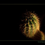 <b><u>*****Kaktus Pichlus*****</b></u> </a></span><br>