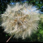 Tragopogon pratensis