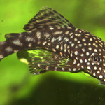 Rybička maličká po akvárku plave. :-)