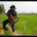 *Běžný den v severním Thajsku II*