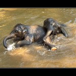 *Sloní puberťáci*