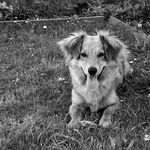 kdo mi hodí kostičku?