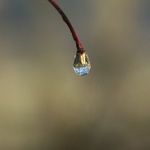 ...poslední kapka ?...