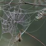potrhaná pavučina