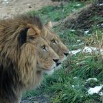 už vím co bude k večeři