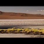 Bolivie - Salar, ráj plameňáků