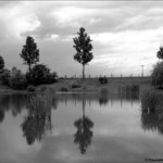 rybník ve Vojnicích 2