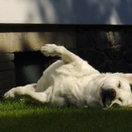 Já se snad nikdy neopálím. :-(