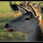 Kdo to přichází ?