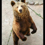 Medvěd "Hodný" Hnědý