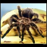 Brachypelma albopilosum