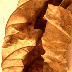 list
