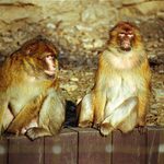 Ne, dokud mi to nekoupíš, tak s tebou nebudu mluvit.