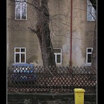 Modrožluté soužití