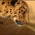 KOCOUŘÍ PROFIL . . .