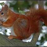 <b>CHIP a nebo DALE ?</b><br><b>