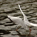 <b>A MÁM TĚ !</b><br><b>