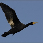 <b>KORMORÁN</b><br><b>