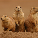 <b>ZPRAVA: DLOUHÝ, ŠIROKÝ A BYSTROZRAKÝ</b><br><b>