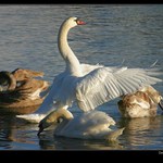 <b>Já su tady šéf!!</b>