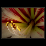 ***_(°((°°(°(°_***