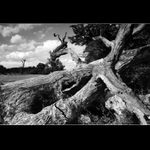 ..............mladý může, starý musí...........