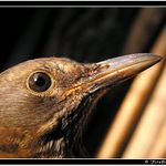 *** birdík neboli ptáček ***