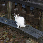 ZOO Plzeň - dobrovolný exponát.