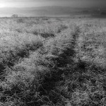 Ranní hebkou trávou