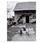 Čtyři kočky a pes