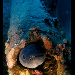 pán domu a pán domu