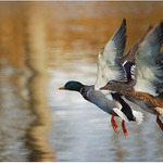 Synchronized