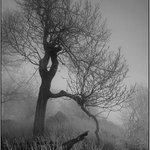 obrázky z hmly - V.