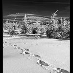 ...po stopách yettiho...