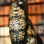 Hlavičku malinko doprava ...tááák a pozor! vyletí ptáček!