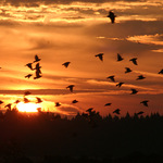 drozdi při východu slunce