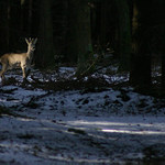 čekání na ... (jaro)