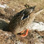 Já se na to nemohu dívat.......