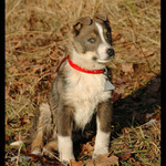 Ještě jednou mě vyfotíš a.......bude to podruhý!!