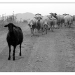 Černá ovce a ti druzí