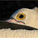 Pelikán složený k spánku