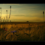 ...když kvetly chrpy...