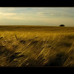 ...když zrálo obilí...