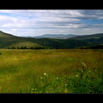 ...luční kvítí ze Šumavy...